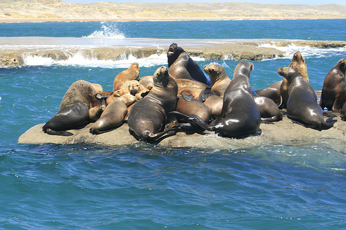 Полуостров Вальдес